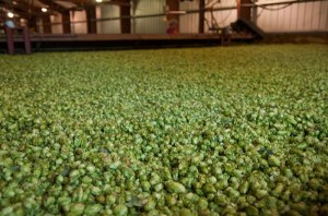 hops_farm_3_600