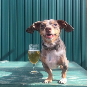 yappy hour